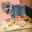 CHIOTS BERGER ALLEMAND