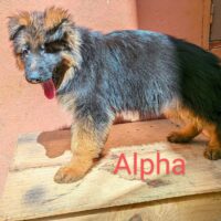 CHIOTS BERGER ALLEMAND